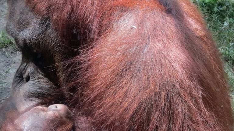 La familia del zoo crece
