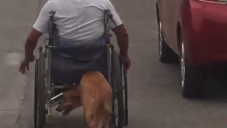 Un perro empuja la silla de ruedas de su dueño