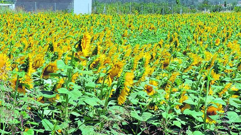 El girasol avanza con más ventas ante la gran crisis oro líquido