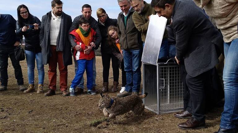 Ofelia y Olavide, dos nuevos linces liberados en Jaén