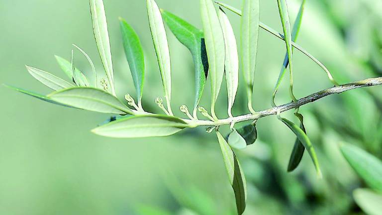 Las plantas infectadas con la Xylella llegaron del extranjero