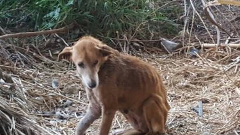 La Policía Local rescata a un perro abandonado y denuncia al propietario