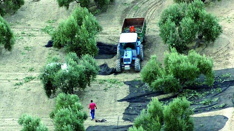 Italia asume una gran caída en su cosecha