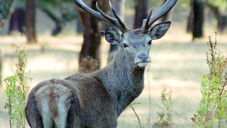 La Junta revisa la fauna salvaje para frenar la tuberculosis