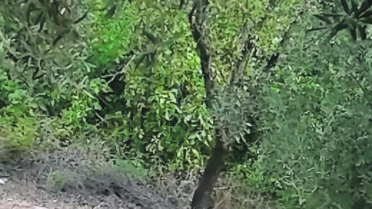 Un olivarero se topa con un lince en un paraje de Mágina