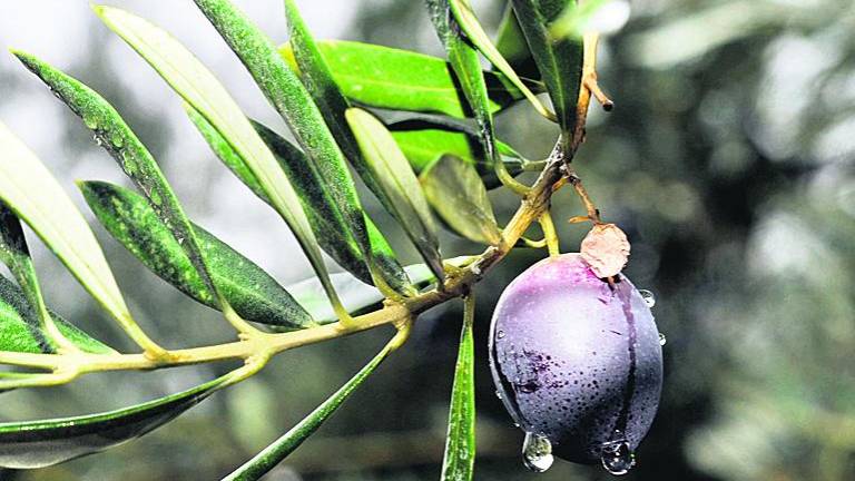 La Junta confirma que no hay “Xylella” en la provincia