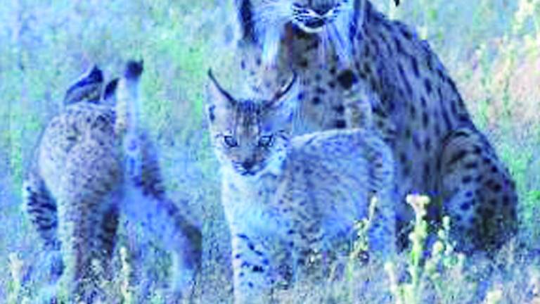 Fomento construirá en la A-4 un paso de fauna, cerca del río Rumblar