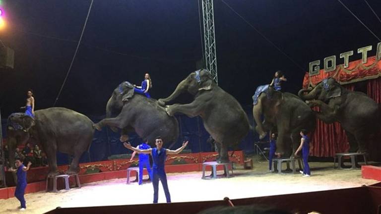 Firmas para que las elefantas del accidente no vuelvan al circo