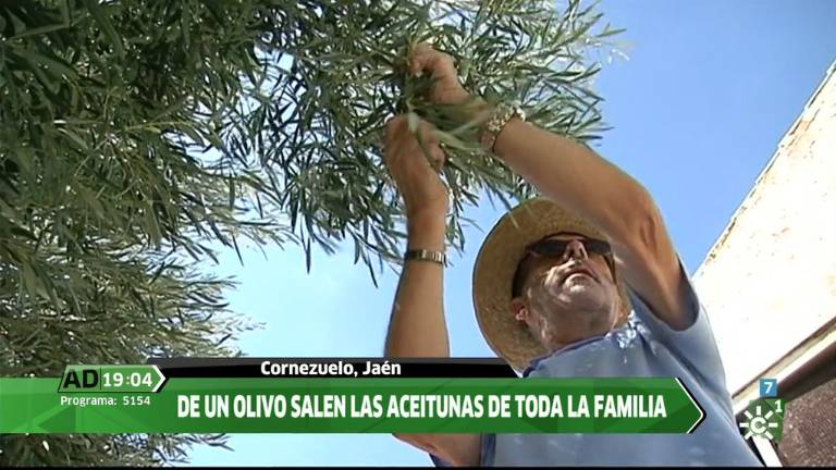 Las aceitunas de cornezuelo en la tarde de Canal Sur