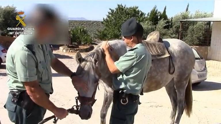 Desarticulada una banda que estafaba a aseguradoras para cobrar por la muerte de caballos