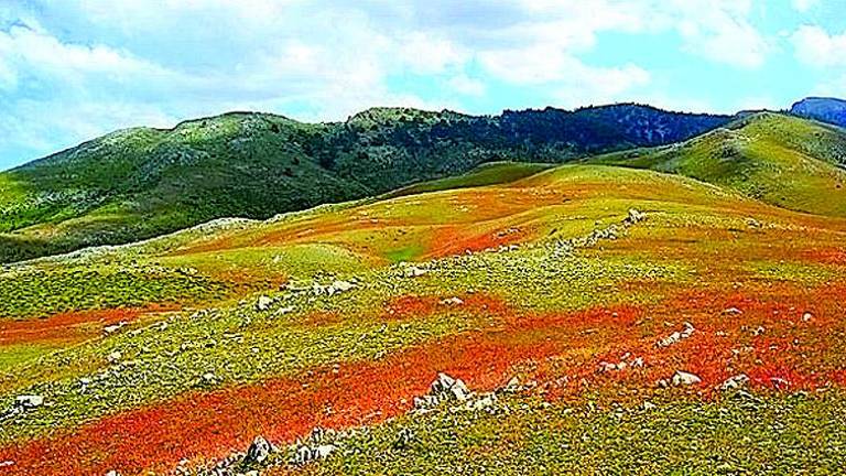 Paz en los Campos de Hernán Perea