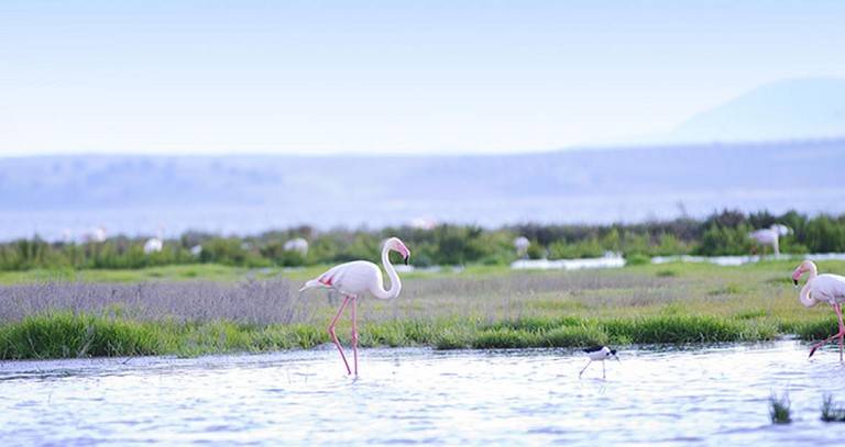 ACTIVIDAD. <i>La Laguna de Fuente de la Piedra es la más extensa de Andalucía con sus 1.400 hectáreas y constituye un enclave único dentro de los humedales del Mediterráneo Occidental.</i>