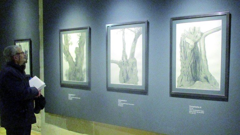 Un árbol icónico de Jaén convertido en puro arte