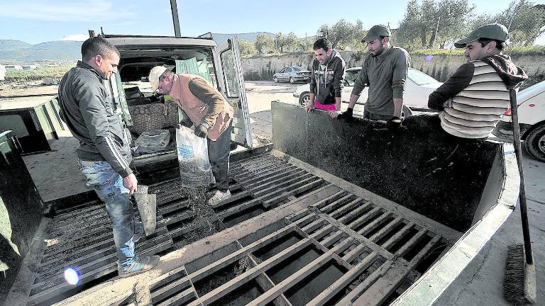 Cientos de aceituneros rebuscan sus últimos jornales en el olivar