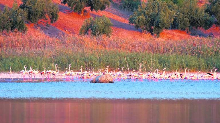 Flamencos en el olivar