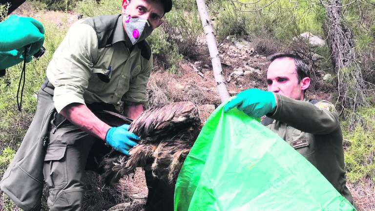 Aparece un quebrantahuesos muerto por varios disparos