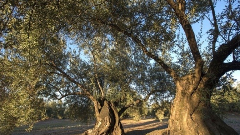 Martos promociona sus recursos oleoturísticos con visitas a sus olivos centenarios