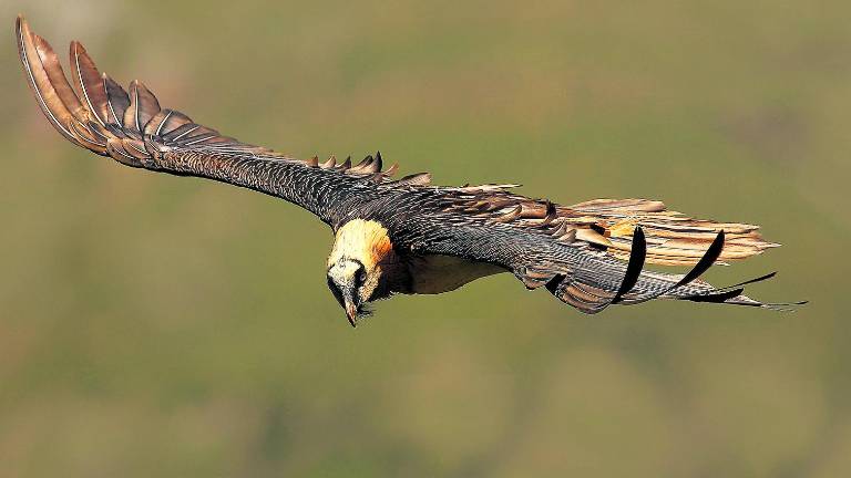 El Centro de Cría de Cazorla lidera los datos a nivel europeo