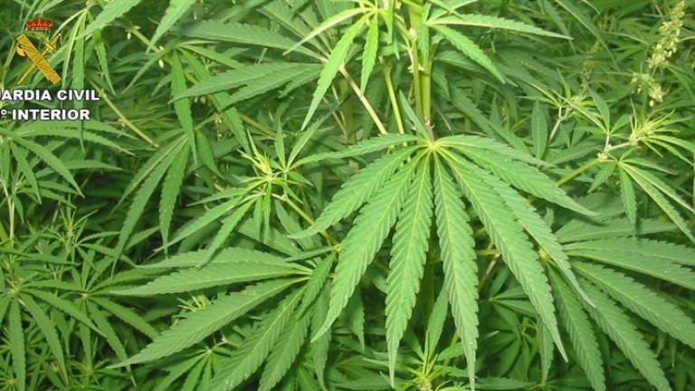 Dos detenidos por cultivar 1.000 plantas de marihuana