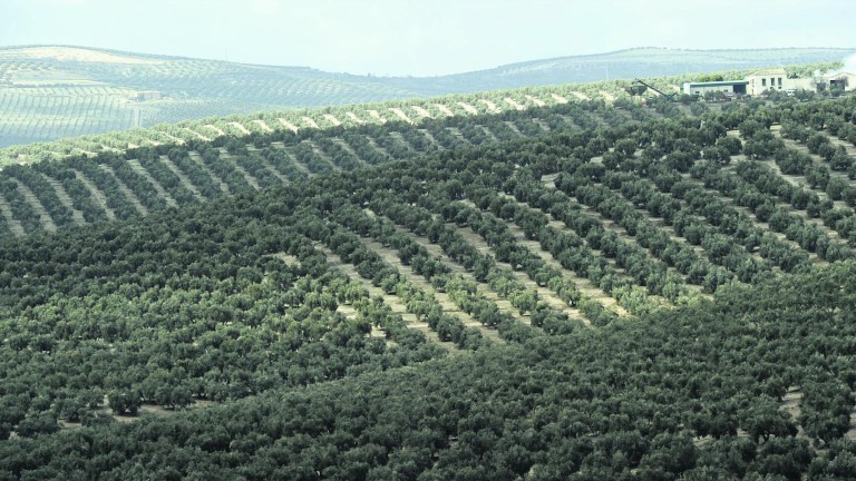 El olivar suma apoyos para ser Patrimonio de la Humanidad